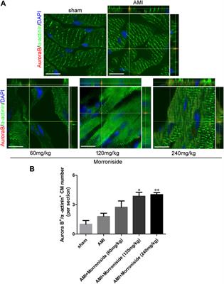 Morroniside induces cardiomyocyte cell cycle activity and promotes cardiac repair after myocardial infarction in adult rats